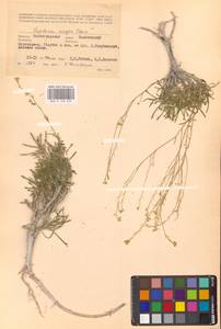 Клоповник лировидный L., Восточная Европа, Нижневолжский район (E9) (Россия)