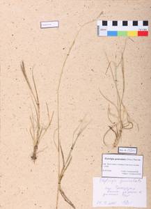 Pseudoroegneria geniculata (Trin.) Á.Löve, Сибирь, Алтай и Саяны (S2) (Россия)