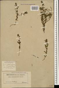 Thymus pannonicus All., Кавказ, Северная Осетия, Ингушетия и Чечня (K1c) (Россия)