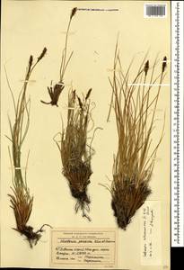 Carex deasyi (C.B.Clarke) O.Yano & S.R.Zhang, Кавказ, Краснодарский край и Адыгея (K1a) (Россия)