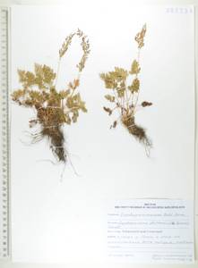 Криптограмма Стеллера (S.G.Gmel.) Prantl, Сибирь, Дальний Восток (S6) (Россия)