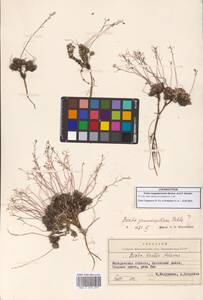 Крупка магаданская Berkut. & A.P.Khokhr., Сибирь, Чукотка и Камчатка (S7) (Россия)