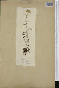 Leontopodium nivale subsp. alpinum (Cass.) Greuter, Западная Европа (EUR) (Франция)