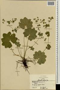 Манжетка неприкрытая Juz., Восточная Европа, Центральный район (E4) (Россия)