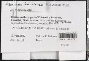 Okamuraea hakoniensis (Mitt.) Broth., Гербарий мохообразных, Мхи - Дальний Восток (без Чукотки и Камчатки) (B20) (Россия)