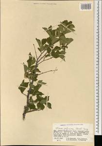 Ulmus davidiana var. japonica (Rehder) Nakai, Монголия (MONG) (Монголия)