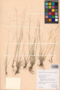Puccinellia capillaris subsp. pulvinata (Fr.) Tzvelev, Восточная Европа, Северный район (E1) (Россия)