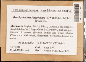 Brachythecium salebrosum (Hoffm. ex F. Weber & D. Mohr) Schimp., Гербарий мохообразных, Мхи - Карелия, Ленинградская и Мурманская области (B4) (Россия)