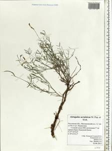 Астрагал украинский Popov & Klokov, Восточная Европа, Ростовская область (E12a) (Россия)