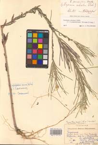 Желтушник душистый Ehrh., Восточная Европа, Западно-Украинский район (E13) (Украина)