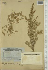 Atriplex nummularia Lindl., Австралия и Океания (AUSTR) (Австралия)