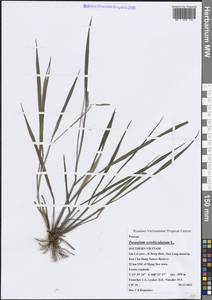 Paspalum scrobiculatum L., Зарубежная Азия (ASIA) (Вьетнам)