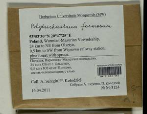 Polytrichum formosum Hedw., Гербарий мохообразных, Мхи - Западная Европа (BEu) (Польша)