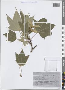 Клен туркестанский (Pax) P.C.de Jong, Средняя Азия и Казахстан, Западный Тянь-Шань и Каратау (M3) (Киргизия)