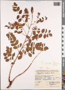 Солодка уральская Fisch. ex DC., Сибирь, Алтай и Саяны (S2) (Россия)