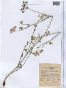 Скалигерия шероховатая (Regel & Schmalh.) Lipsky ex Korovin, Средняя Азия и Казахстан, Западный Тянь-Шань и Каратау (M3) (Таджикистан)