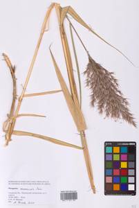 Phragmites australis subsp. australis, Сибирь, Дальний Восток (S6) (Россия)