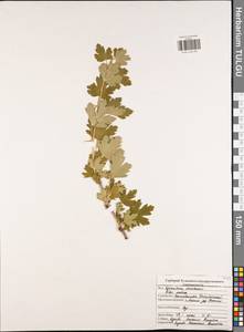 Крыжовник обыкновенный L., Восточная Европа, Центральный район (E4) (Россия)