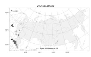 Viscum album, Омела белая L., Атлас флоры России (FLORUS) (Россия)