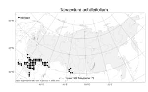 Tanacetum achilleifolium, Пижма тысячелистниковая (M. Bieb.) Sch. Bip., Атлас флоры России (FLORUS) (Россия)