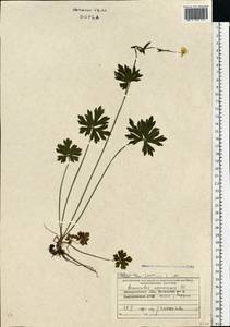Ranunculus polyanthemos subsp. nemorosus (DC.) Schübl. & G. Martens, Восточная Европа, Западно-Украинский район (E13) (Украина)