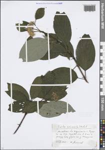 Свидина шелковистая L., Восточная Европа, Московская область и Москва (E4a) (Россия)