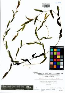 Potamogeton × nitens Weber, Сибирь, Прибайкалье и Забайкалье (S4) (Россия)