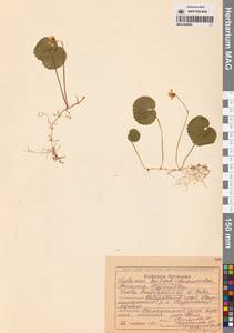 Фиалка Кузнецова W.Becker, Сибирь, Дальний Восток (S6) (Россия)