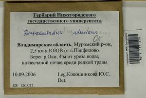 Drepanocladus aduncus (Hedw.) Warnst., Гербарий мохообразных, Мхи - Центральное Нечерноземье (B6) (Россия)