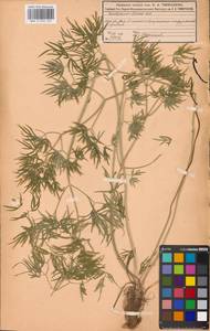 Cenolophium fischeri (Spreng.) W.D.J.Koch, Восточная Европа, Московская область и Москва (E4a) (Россия)