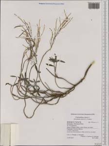 Erysimum × cheiri (L.) Crantz, Западная Европа (EUR) (Германия)