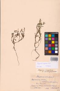 Спорыш незамечаемый, Спорыш незамеченный Besser, Восточная Европа, Центральный лесостепной район (E6) (Россия)