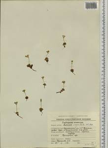 Androsace chamaejasme subsp. lehmanniana (Spreng.) Hultén, Сибирь, Чукотка и Камчатка (S7) (Россия)