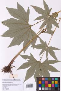 Filipendula digitata (Willd.) Bergmans, Сибирь, Дальний Восток (S6) (Россия)