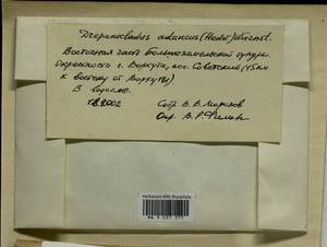 Drepanocladus aduncus (Hedw.) Warnst., Гербарий мохообразных, Мхи - Архангельская и Вологодская области, Коми, Ненецкий АО (B7) (Россия)