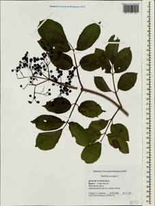 Бузина черная L., Крым (KRYM) (Россия)