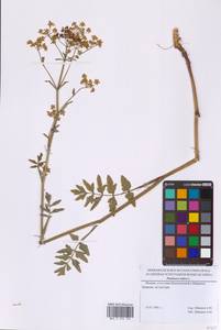 Пастернак посевной L., Восточная Европа, Московская область и Москва (E4a) (Россия)