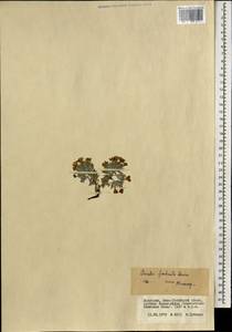 Арнебия бахромчатая Maxim., Монголия (MONG) (Монголия)