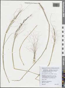 Neotrinia splendens (Trin.) M.Nobis, P.D.Gudkova & A.Nowak, Сибирь, Прибайкалье и Забайкалье (S4) (Россия)