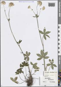 Астранция трехнадрезная Hoffm., Кавказ, Ставропольский край, Карачаево-Черкесия, Кабардино-Балкария (K1b) (Россия)