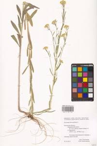 Желтушник душистый Ehrh., Восточная Европа, Центральный район (E4) (Россия)