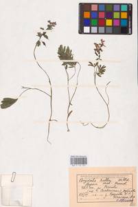 Хохлатка плотная (L.) Clairv., Восточная Европа, Южно-Украинский район (E12) (Украина)