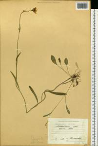 Campanula stevenii subsp. altaica (Ledeb.) Fed., Сибирь, Алтай и Саяны (S2) (Россия)