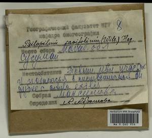 Psilopilum cavifolium (Wilson) I. Hagen, Гербарий мохообразных, Мхи - Чукотка и Камчатка (B21) (Россия)