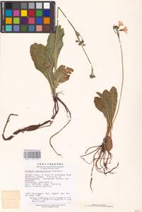 Primula serratifolia Franch., Зарубежная Азия (ASIA) (КНР)