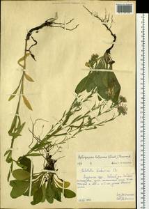 Aster neobiennis Brouillet, Semple & Y.L.Chen, Сибирь, Дальний Восток (S6) (Россия)