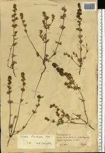 Pyankovia brachiata (Pall.) Akhani & Roalson, Восточная Европа, Нижневолжский район (E9) (Россия)