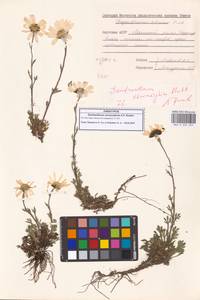 Chrysanthemum zawadzkii subsp. peleiolepis (Trautv.) Zuev, Сибирь, Якутия (S5) (Россия)