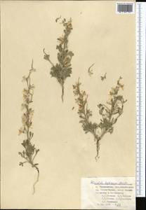 Aquilegia vicaria subsp. tianschanica (Butkov) Kamelin, Средняя Азия и Казахстан, Памир и Памиро-Алай (M2) (Таджикистан)
