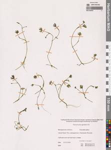 Лютик Гмелина DC., Сибирь, Чукотка и Камчатка (S7) (Россия)